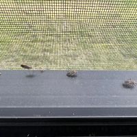 Turbo Pest Control - Stafford VA ico