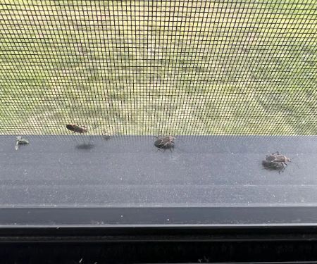Turbo Pest Control - Stafford VA