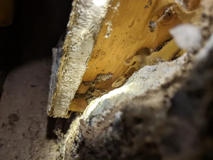 Allstates Termite Control Inc Picture 1