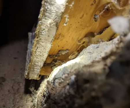 Allstates Termite Control Inc