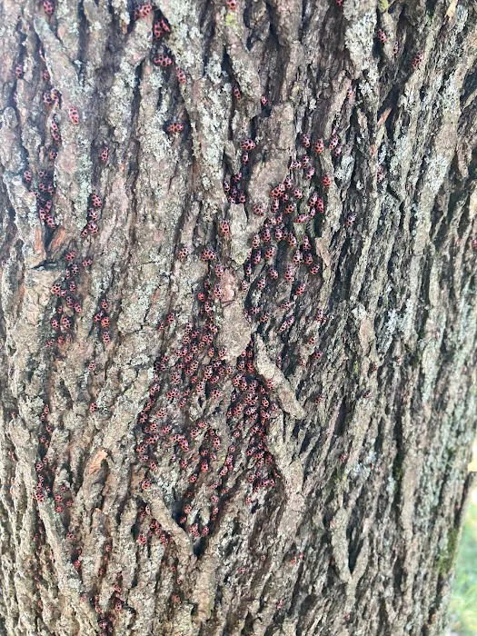REIGN PEST SERVICES Picture 10