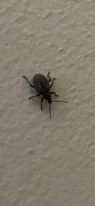 REIGN PEST SERVICES Picture 1