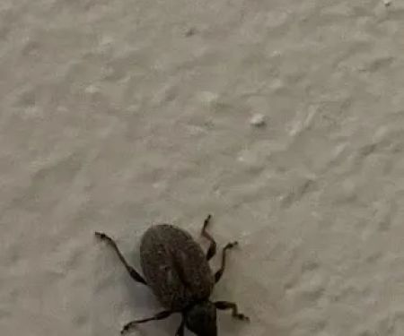 REIGN PEST SERVICES