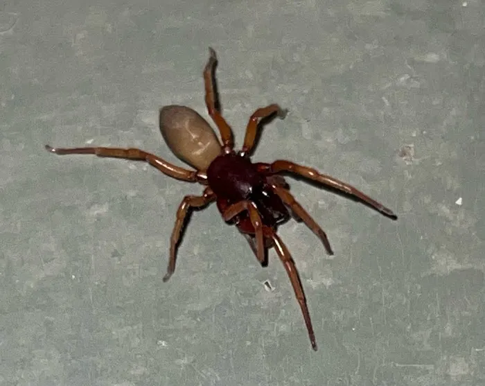 REIGN PEST SERVICES Picture 8