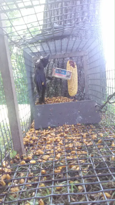 Erie Wildlife Removal Pro Picture 4