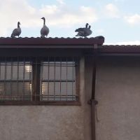 Erie Wildlife Removal Pro ico