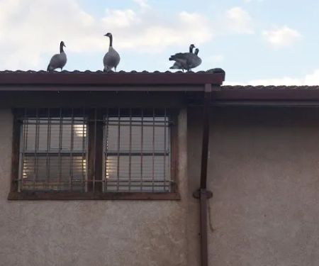 Erie Wildlife Removal Pro