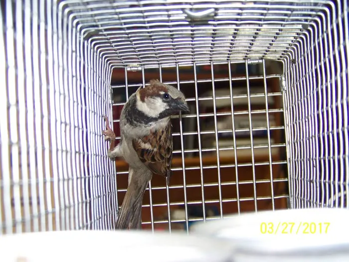 Erie Wildlife Removal Pro Picture 7