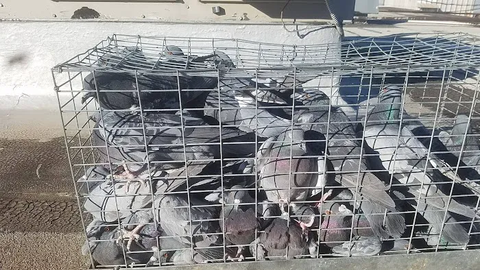 Erie Wildlife Removal Pro Picture 6