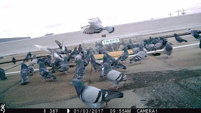 Erie Wildlife Removal Pro Picture 2