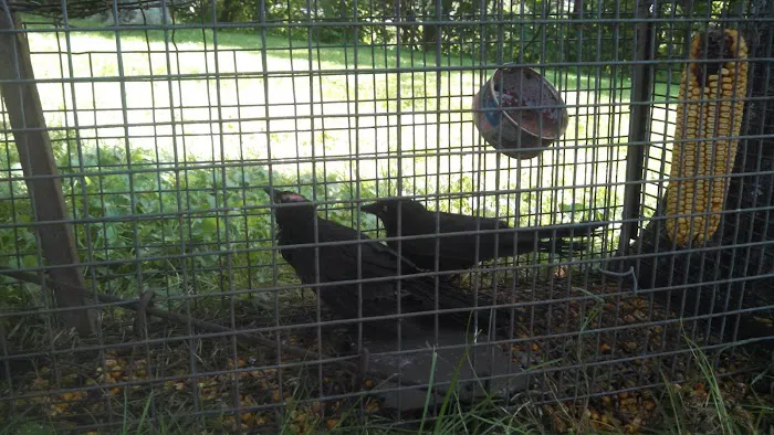 Erie Wildlife Removal Pro Picture 5