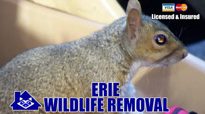 Erie Wildlife Removal Pro Picture 10