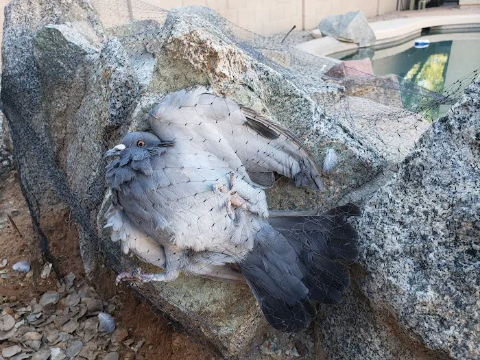 Erie Wildlife Removal Pro Picture 9