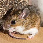 P.W.I Pest Solutions