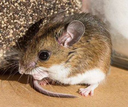 P.W.I Pest Solutions