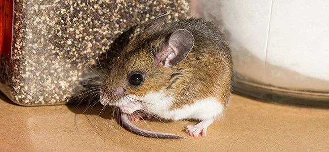 P.W.I Pest Solutions Picture 7