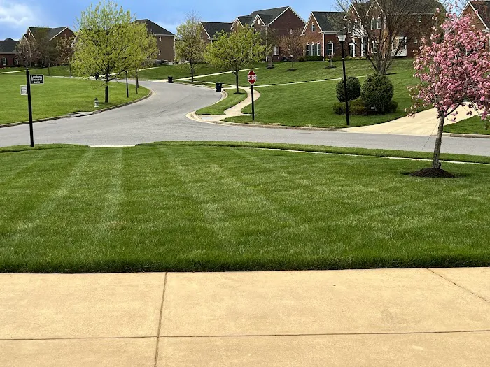 Green T Lawn Picture 6