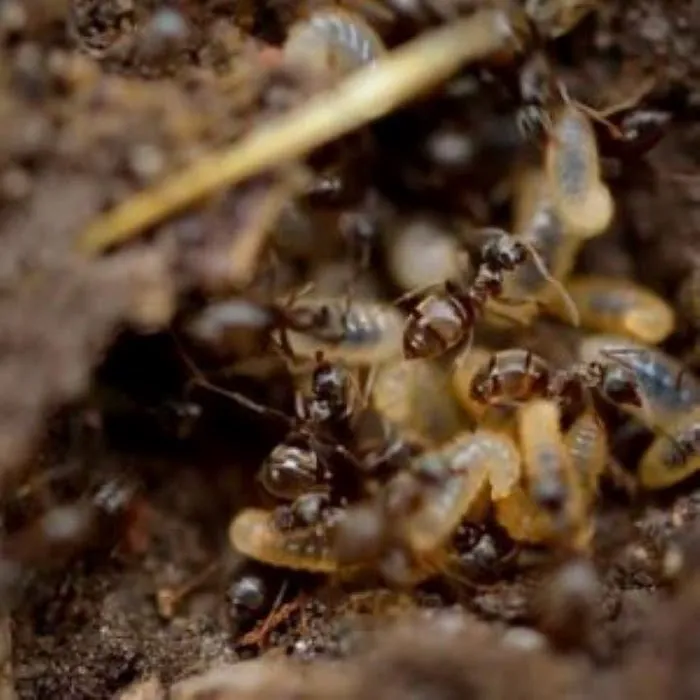 First Solutions Pest & Home Services Picture 5