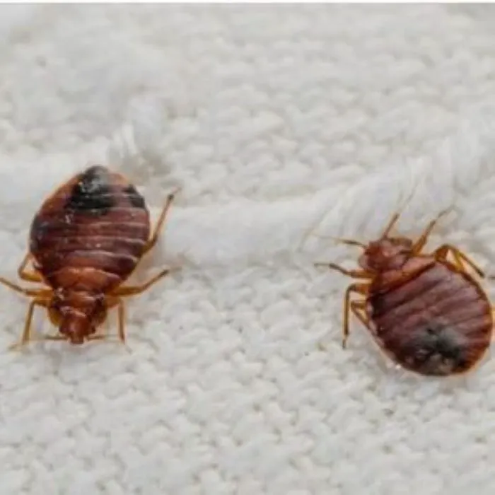 First Solutions Pest & Home Services Picture 4