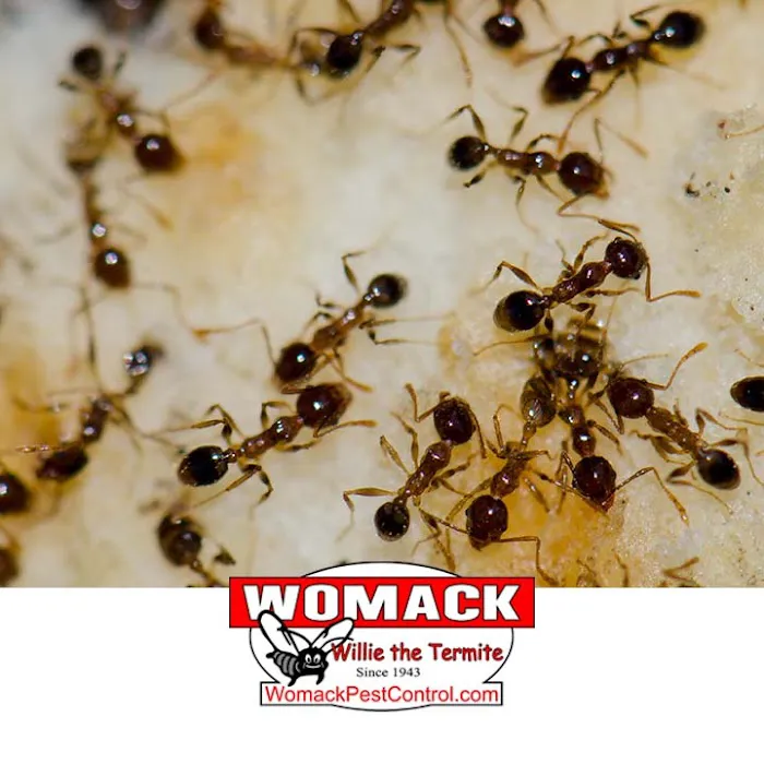 Womack Pest Control Picture 7