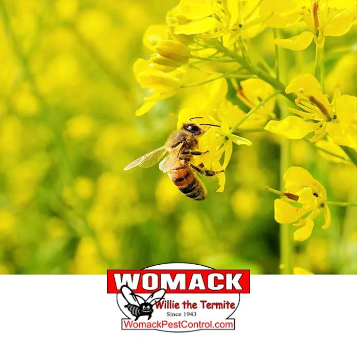 Womack Pest Control Picture 10
