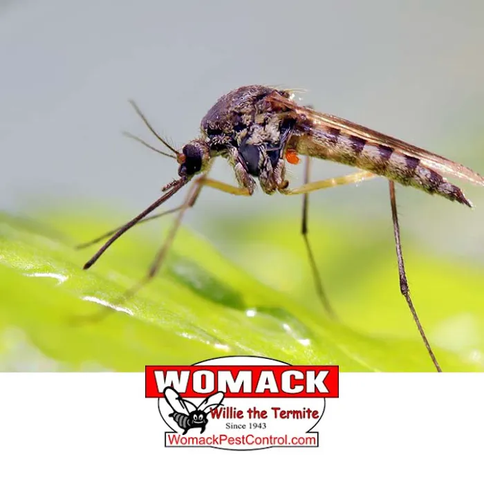 Womack Pest Control Picture 9