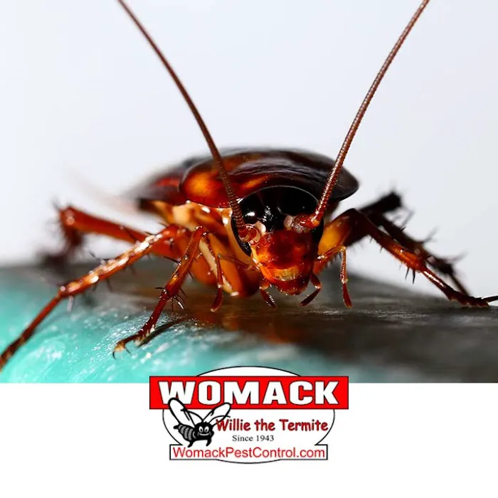 Womack Pest Control Picture 4