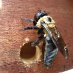 Green Pest Services