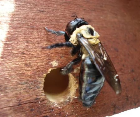 Green Pest Services