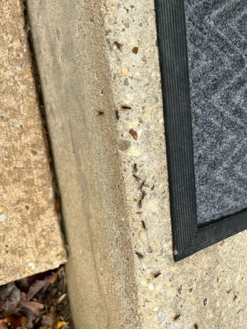 Premier Termite & Pest Control Company Picture 1