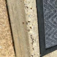 Premier Termite & Pest Control Company ico