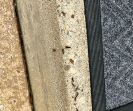 Premier Termite & Pest Control Company