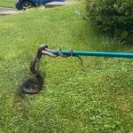 Veteran Pest & Wildlife Services