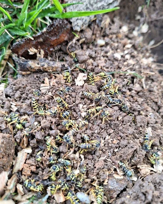 Veteran Pest & Wildlife Services Picture 5