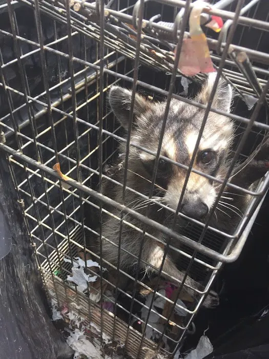 Veteran Pest & Wildlife Services Picture 9