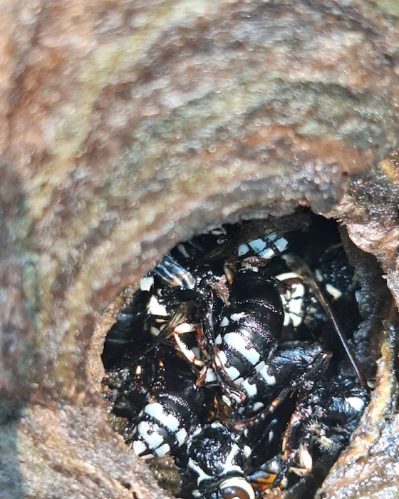 Veteran Pest & Wildlife Services Picture 4