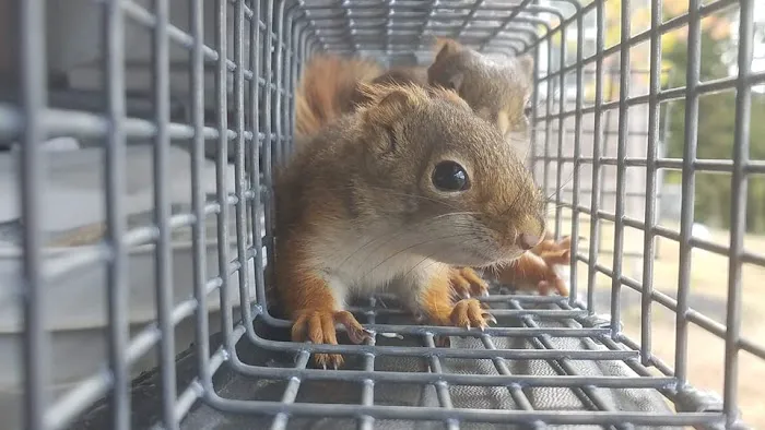 Veteran Pest & Wildlife Services Picture 6