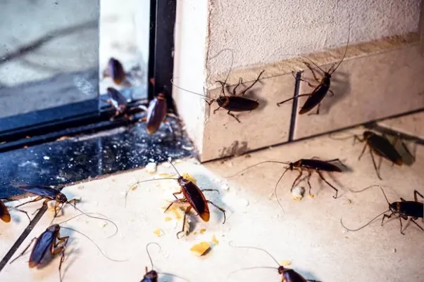Veteran Pest & Wildlife Services Picture 8