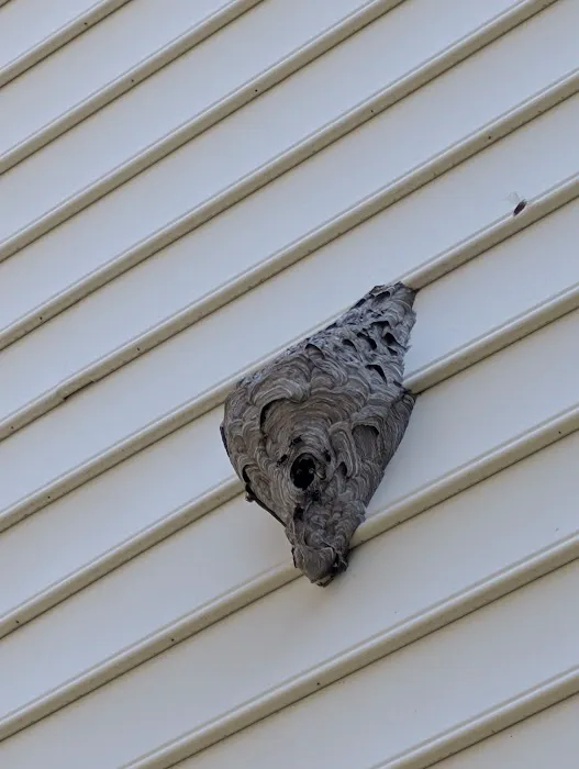 Orkin Picture 2