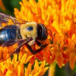 EcoShield Pest Solutions