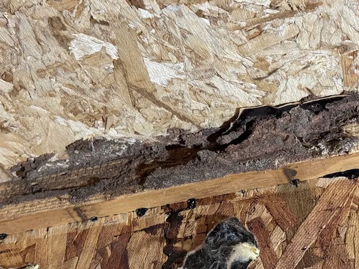 Fox Pest Control Picture 9