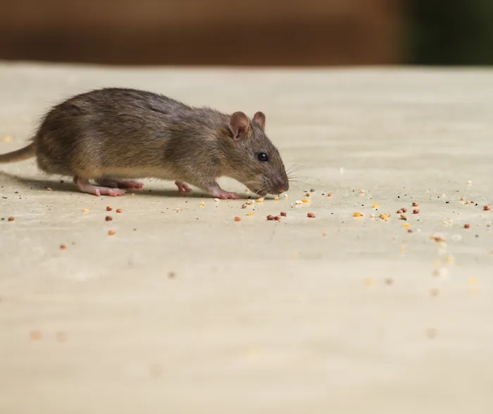 PestNow Picture 8