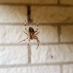 PestNow