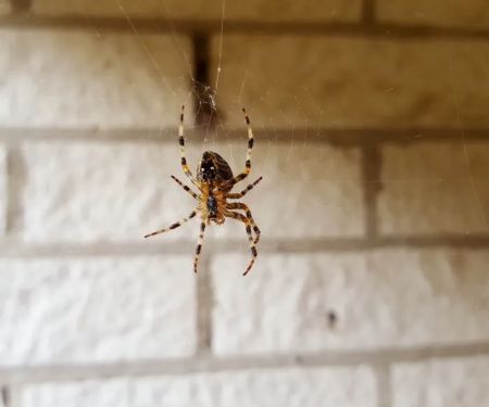 PestNow