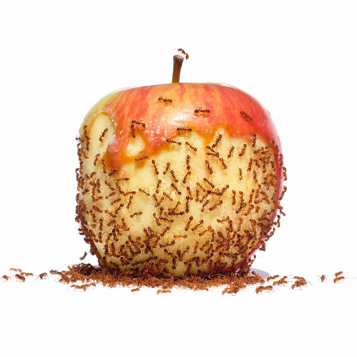PestNow Picture 9
