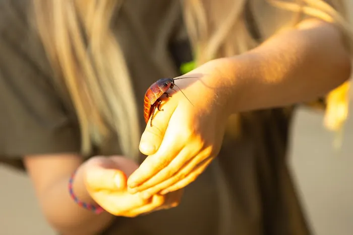 Savage Pest Warfare Picture 10