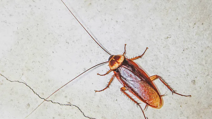 Century Termite and Pest Picture 1