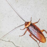 Century Termite and Pest ico