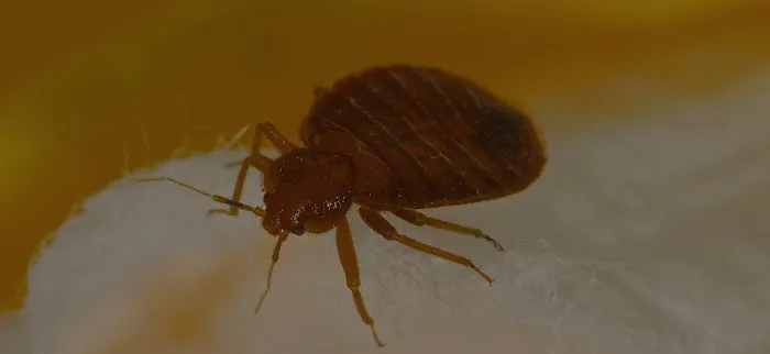 Century Termite and Pest Picture 4