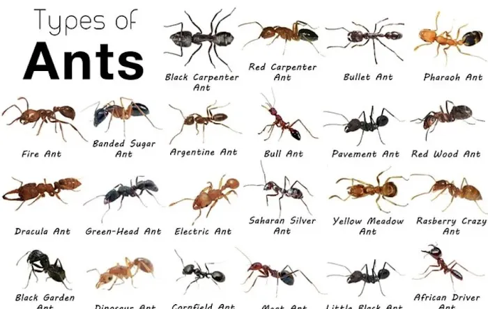 Bugbusters Pest & Termites Picture 6